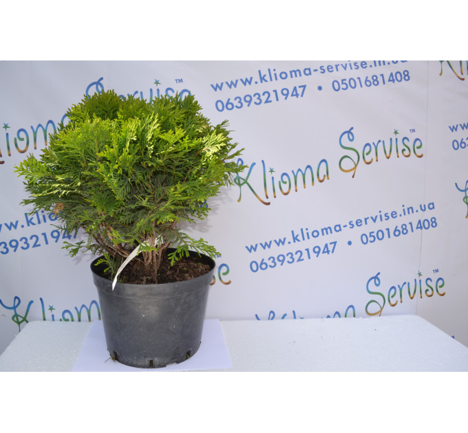 Туя западная "Danica" 35-40 см (7,5л.)