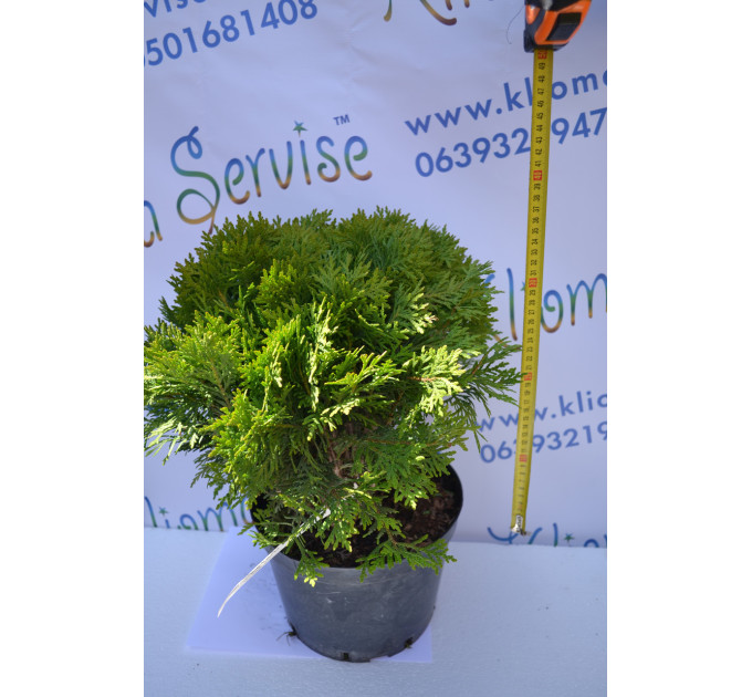 Туя западная "Danica" 35-40 см (7,5л.)