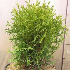 Туя западная "Danica", 3л высота 15-25 см