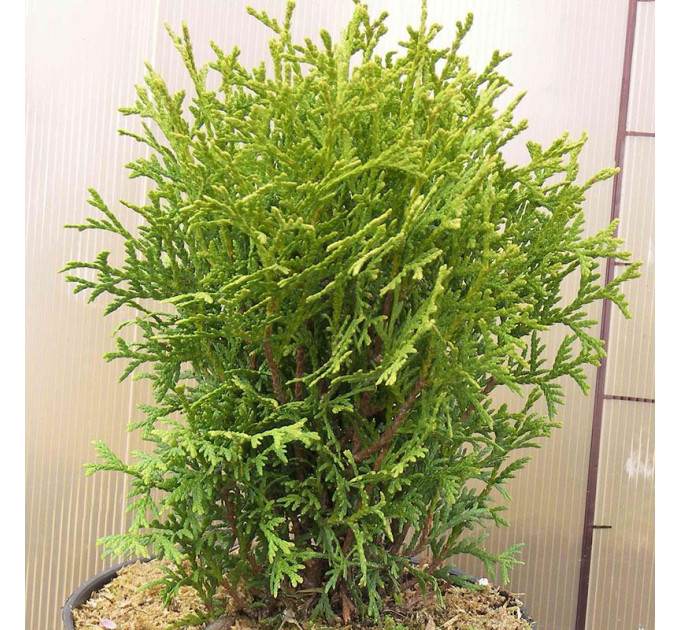 Туя западная "Danica", 3л высота 15-25 см