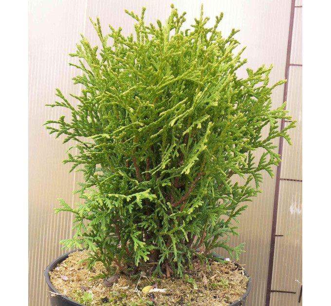 Туя западная "Danica", 3л высота 15-25 см