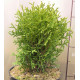 Туя западная "Danica", 3л высота 15-25 см