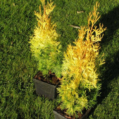 Туя западная Jantar, контейнер р9.H 8-10 см