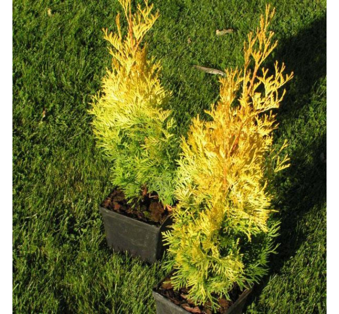 Туя западная Jantar, контейнер р9.H 8-10 см