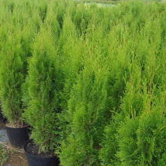 Туя западная Smaragd, конт. P9
