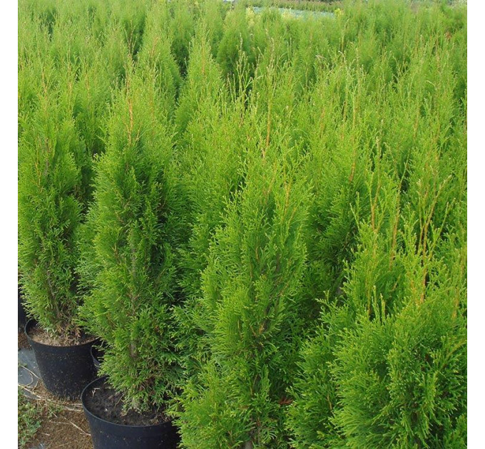 Туя западная Smaragd, конт. P9