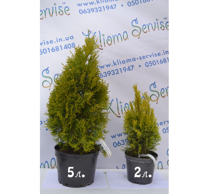 Туя западная "Janed Gold" 50-60 см (5л.)