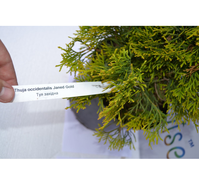 Туя западная "Janed Gold" 50-60 см (5л.)