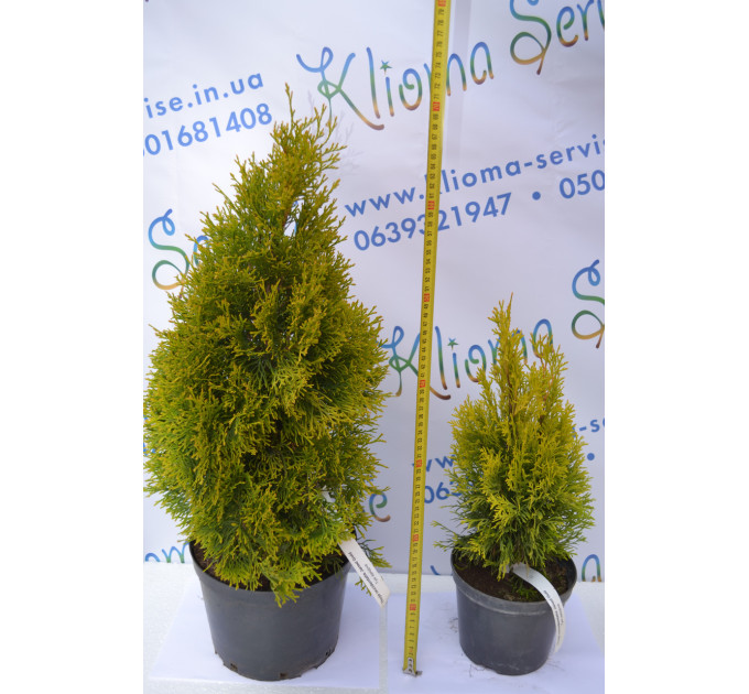 Туя западная "Janed Gold" 50-60 см (5л.)