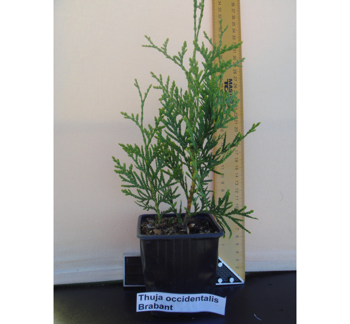 Туя западная Brabant, контейнер Р3 H 50-60 см