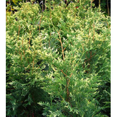 Туя западная Litomysl, контейнер 3л. H 20-30 см