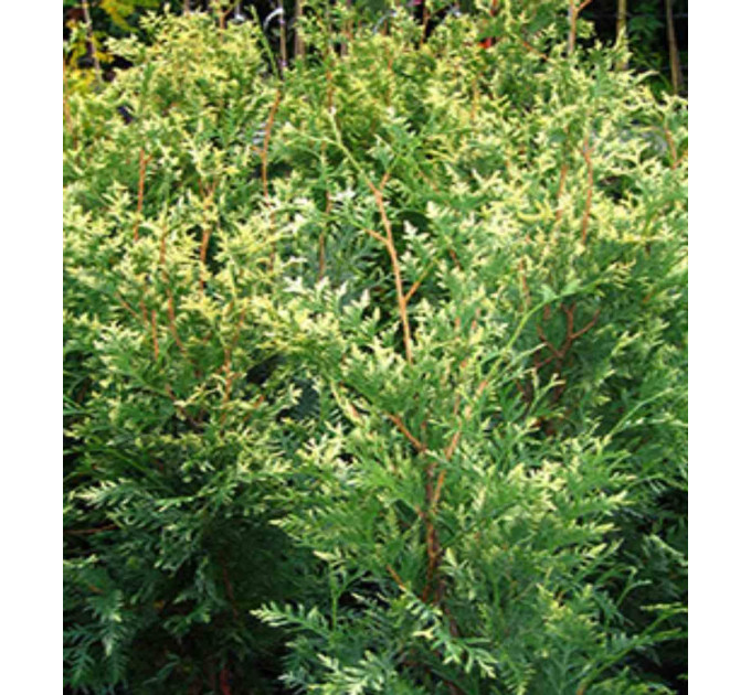 Туя западная Litomysl, контейнер 3л. H 20-30 см