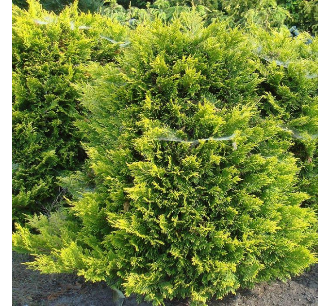 Туя западная Yellow Ribbon, контейнер Р9 H 10-15 см