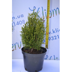 Туя западная "Stolwijk" 8-10 см, р9 контейнер