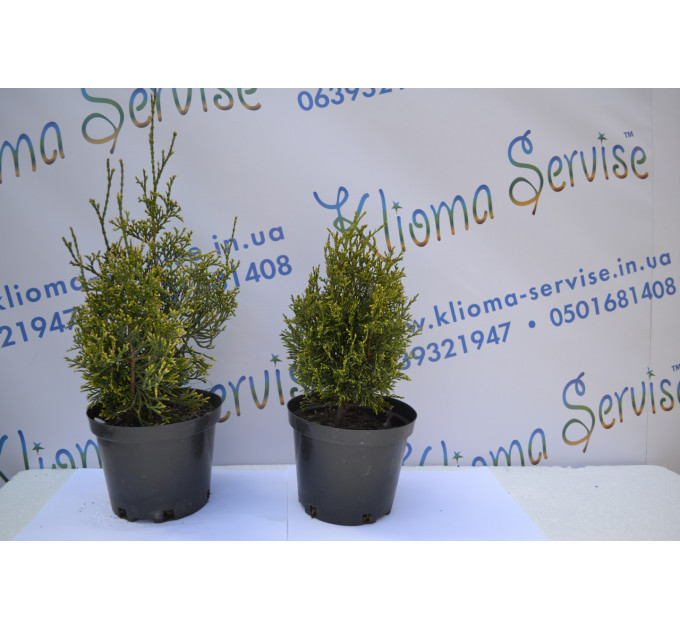 Туя западная "Stolwijk" 8-10 см, р9 контейнер