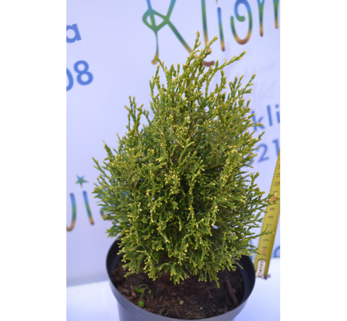 Туя западная "Stolwijk" 8-10 см, р9 контейнер
