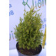 Туя западная "Stolwijk" 8-10 см, р9 контейнер