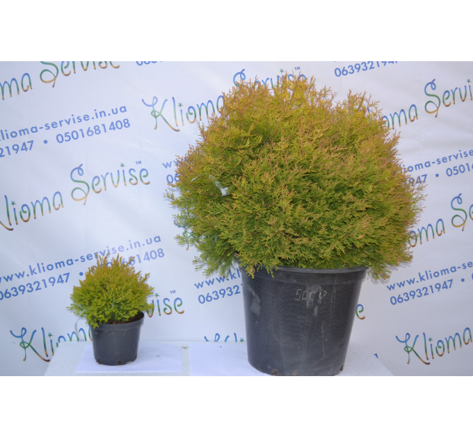 Туя западная "Rheingold" 20-30 см (2л.)