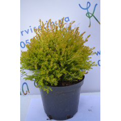 Туя западная "Rheingold" 20-30 см (2л.)