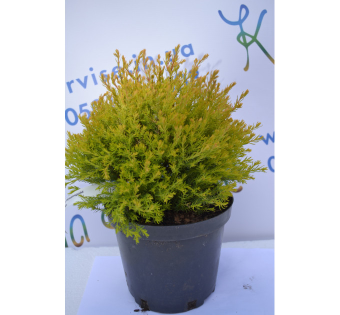 Туя западная "Rheingold" 20-30 см (2л.)