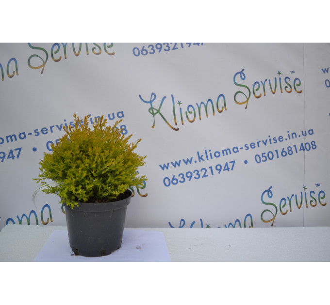 Туя западная "Rheingold" 20-30 см (2л.)