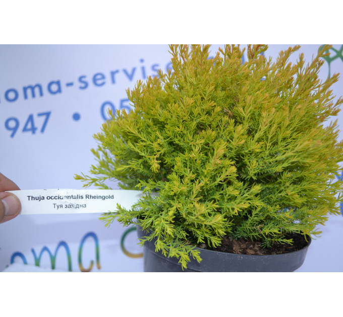 Туя западная "Rheingold" 20-30 см (2л.)