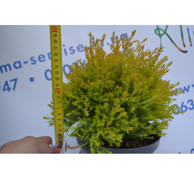 Туя западная "Rheingold" 20-30 см (2л.)