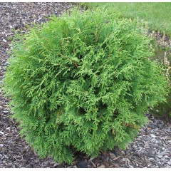 Туя западная Globosa, контейнер 25 л H 45-55 см