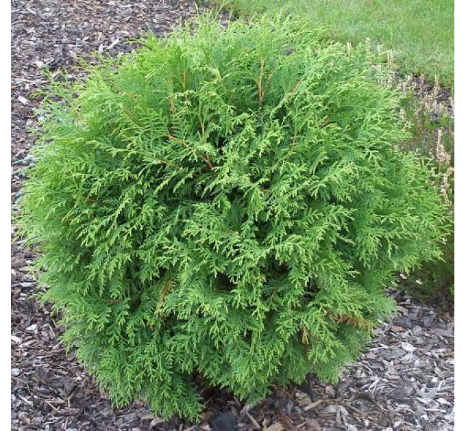 Туя западная Globosa, контейнер 25 л H 45-55 см