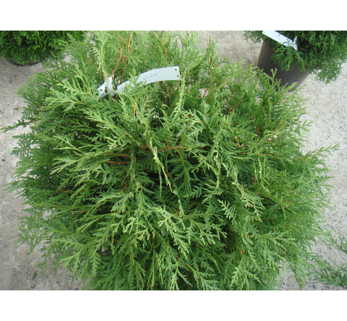 Туя западная Globosa, контейнер 25 л H 45-55 см