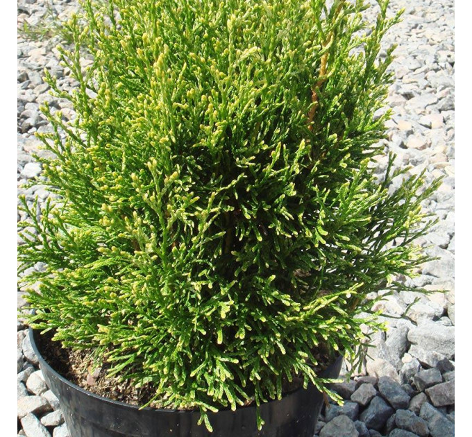 Туя западная Smaragd Light, контейнер 5 л H 45-50 см
