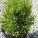 Туя западная Smaragd Light, контейнер 5 л H 45-50 см