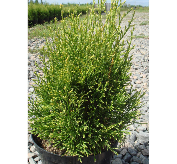 Туя западная Smaragd Light, контейнер 5 л H 45-50 см