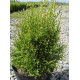Туя западная Smaragd Light, контейнер 5 л H 45-50 см