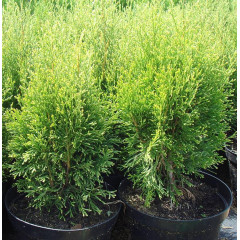 Туя западная Smaragd Witbont, контейнер 5 л H 30-40 см