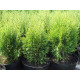 Туя западная Smaragd Witbont, контейнер 5 л H 30-40 см