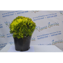 Туя западная "Miriam" 15-20 см (3л.)