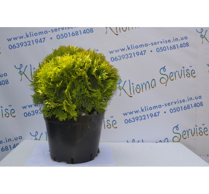 Туя западная "Miriam" 15-20 см (3л.)