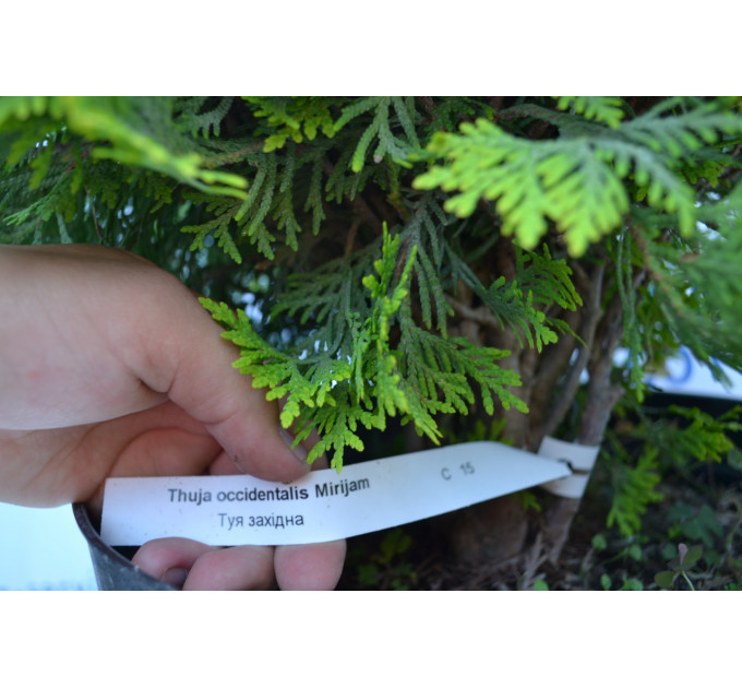 Туя западная "Miriam" 15-20 см (3л.)