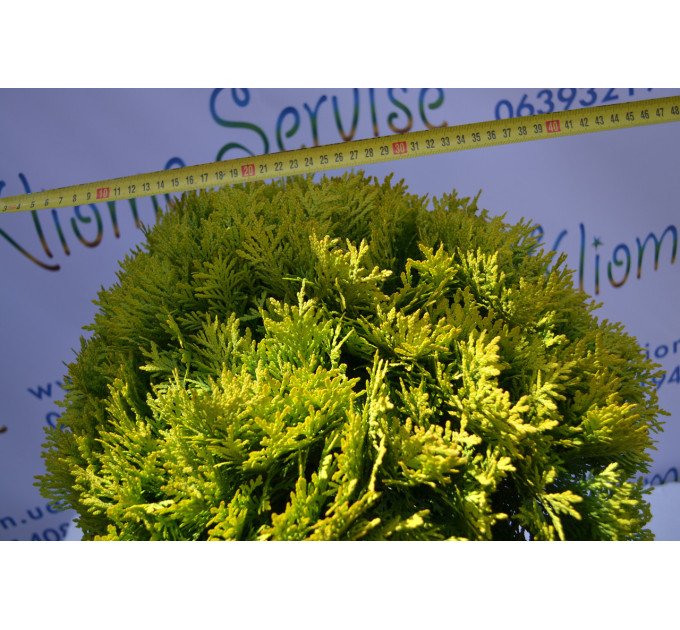Туя западная "Miriam" 15-20 см (3л.)