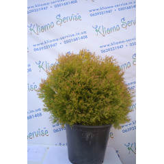 Туя западная "Rheingold" H 50-60; D 80-90 (30л.)