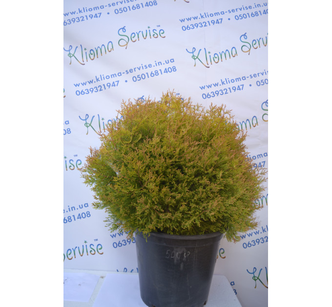 Туя західна "Rheingold" H 50-60; D 80-90 (30л.)