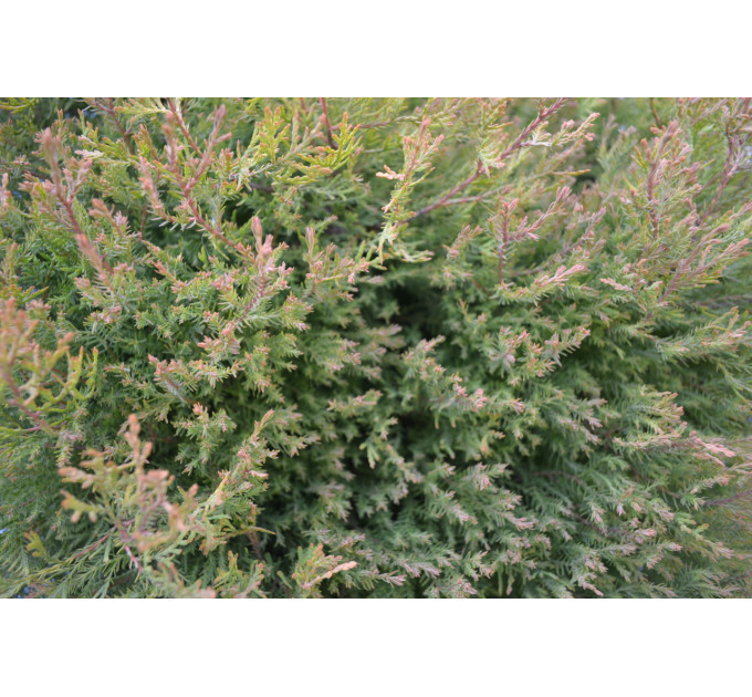 Туя західна "Rheingold" H 50-60; D 80-90 (30л.)