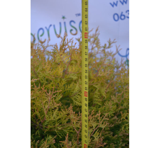 Туя західна "Rheingold" H 50-60; D 80-90 (30л.)