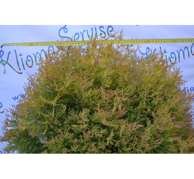 Туя західна "Rheingold" H 50-60; D 80-90 (30л.)