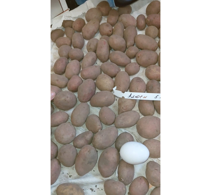 Картофель Алюетт, купить семенной картофель в Украине