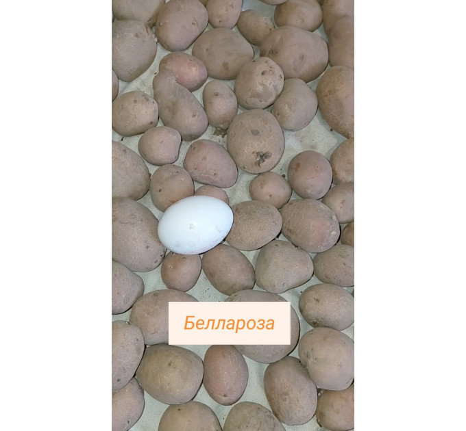 Семенной картофель Беллароза, 50-60 дней 2 репродукция