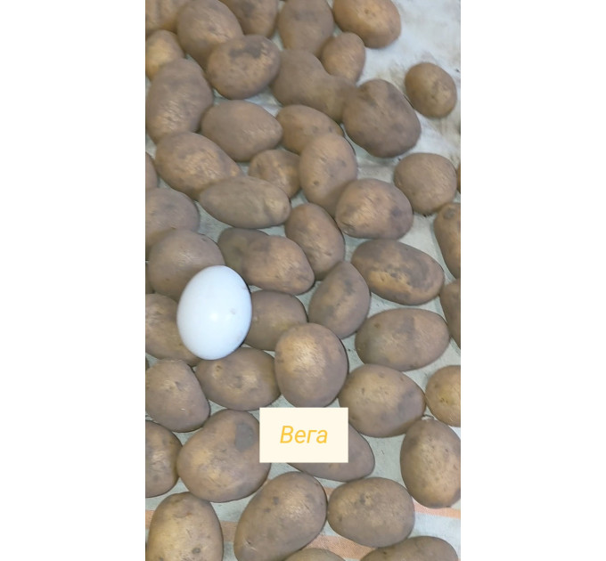 Семенной картофель Вега, 50-60 дней 2 репродукция