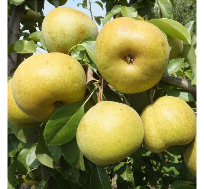 Груша зимова сорт Етюд, підщепа ВА-29