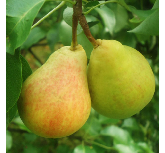 Саджанці груші зимової сорт Бланка, підщепа ВА-29